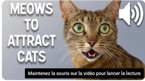 Sounds that attract cats - Meow to make cats come to you