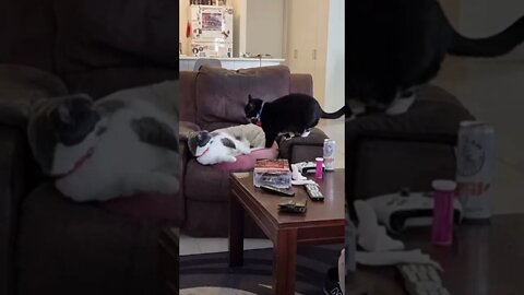 Cats Settling Dispute