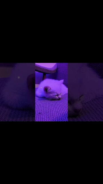 #persian #cat #persianstyle #cutecats #white #kitten