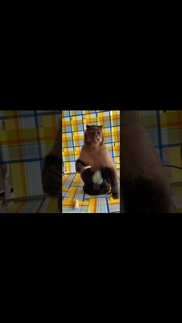 Snack time on the porch! #snacks #cheese #gaitlynrae #porch #monkey #capuchin #shorts