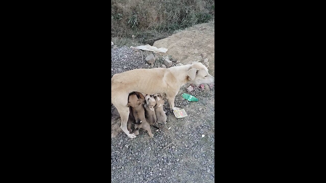 INDIAN DESI DOG 🐕