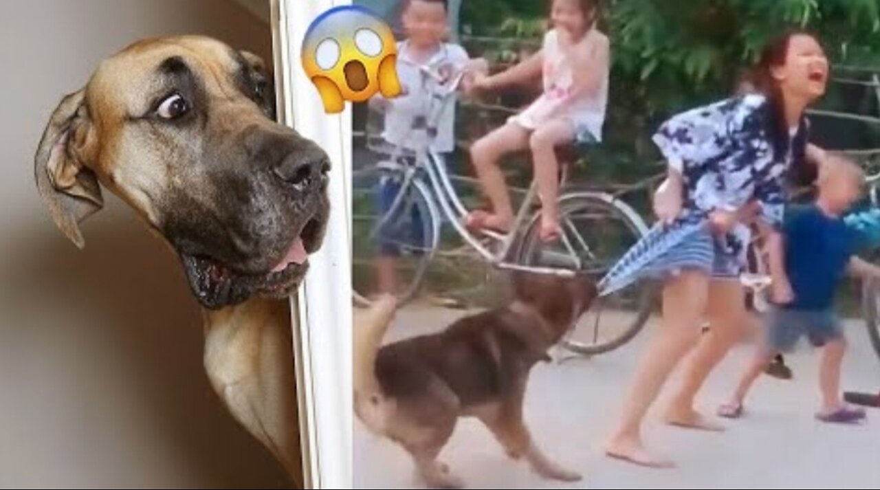 Funny Video 2023 😂 Dogs and cats 🤣 most Funny video 🤣 Part:-1