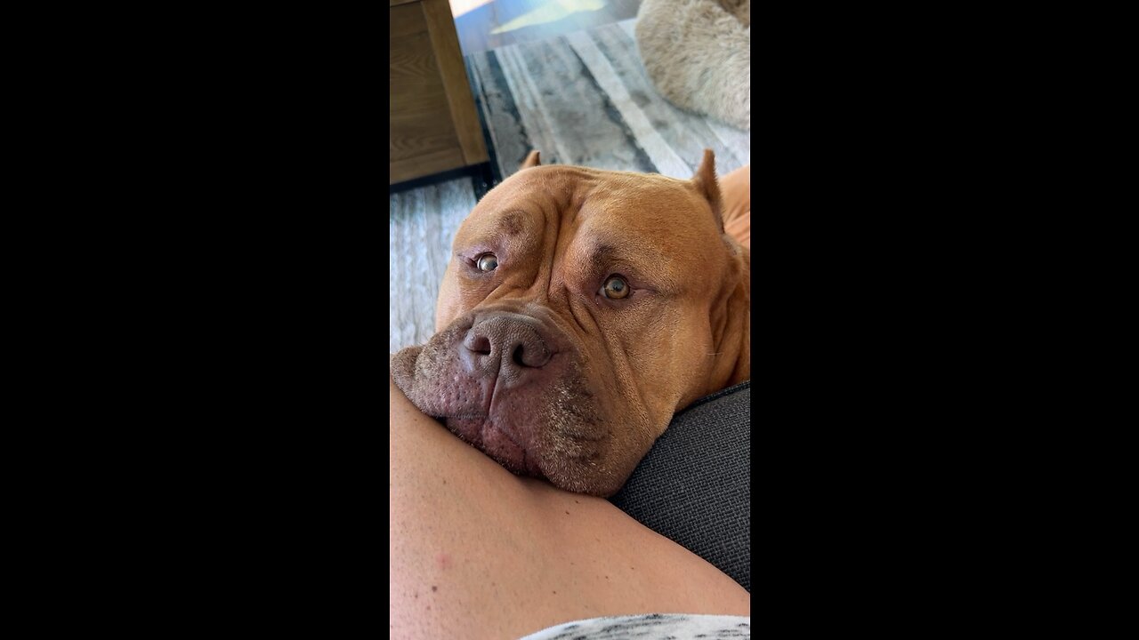 GIANT Pit Bull has serious case of the “Monday’s” 🦁💤🥰