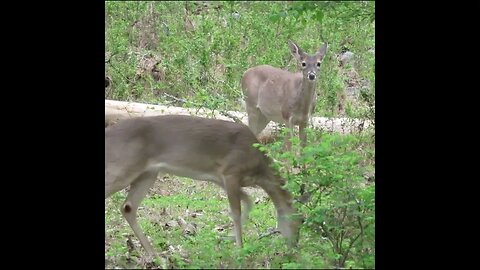 deer in the forest