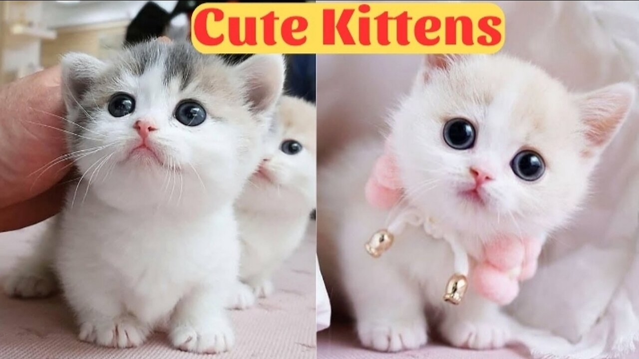 Cute Bady Cats- Cute and Funny Cat videos