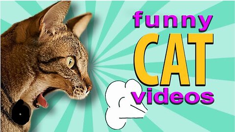 The Funniest video Of Cute Cats🥰😄.... Watch Full video....