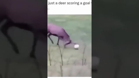 Soccer Deer #shorts #sports #animals