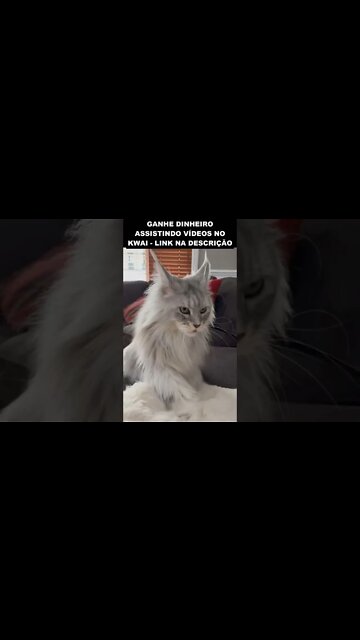 muito bonito esse gato