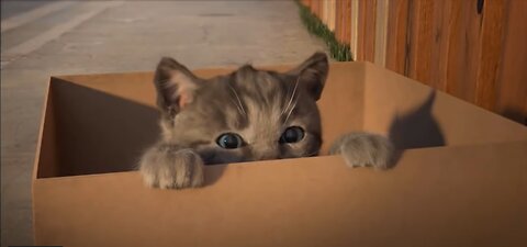 Cute Kitten Video For Kids