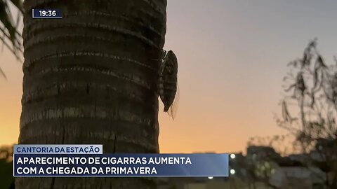 Cantoria da Estação: Aparecimento de Cigarras Aumenta com a Chegada da Primavera.