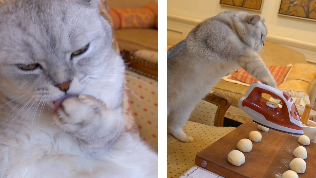 The Cats Cooking Chicken: Exploring the Culinary Wonders of Chicken Laredo.