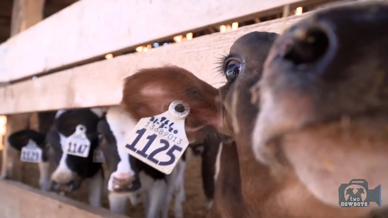 Two Cowboys are Answering Your Alberta Dairy Questions