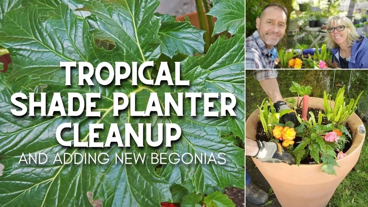 Tropical Shade Planter Cleanup + New Begonias! 🌴😀