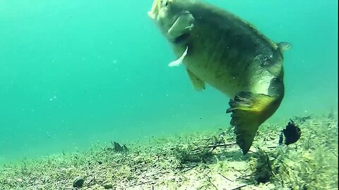 Fishing Smallmouth Beds in Michigan