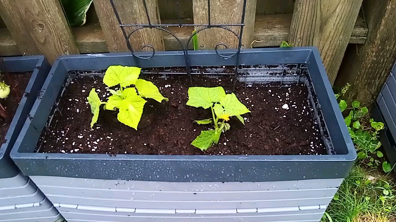 Wild Urban Gardens 2023 - The importance of good potting soil.