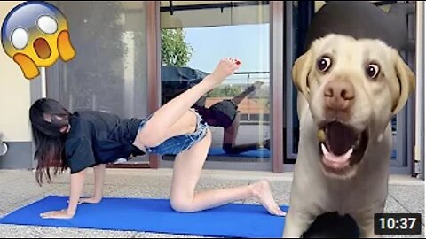 Funny Dogs And Cats - Try Not To Laugh Animals