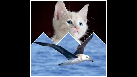 A cat and a bird on the beach