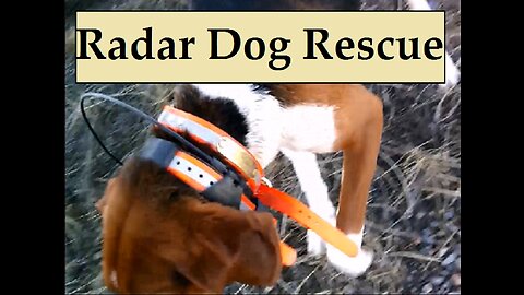 Coyote & Radar Dog Rescue - If It Counts With Live Radio Tracking - Grocery Run Goes to the Dogs