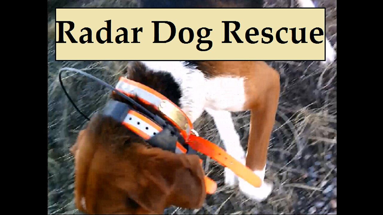 Coyote & Radar Dog Rescue - If It Counts With Live Radio Tracking - Grocery Run Goes to the Dogs