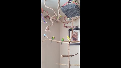 9 Budgies hanging out in Canada