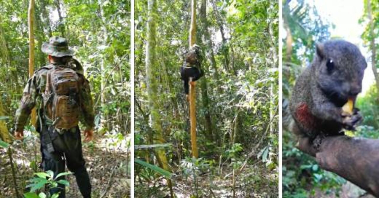 Learn to climb a tree like a squirrel