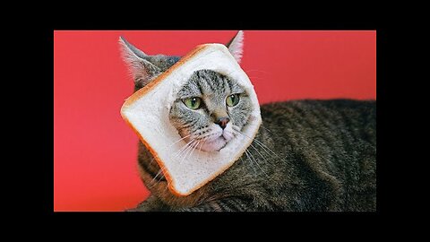 Funny animal video|funny video| cute animals|best funny |try not to laugh|funny