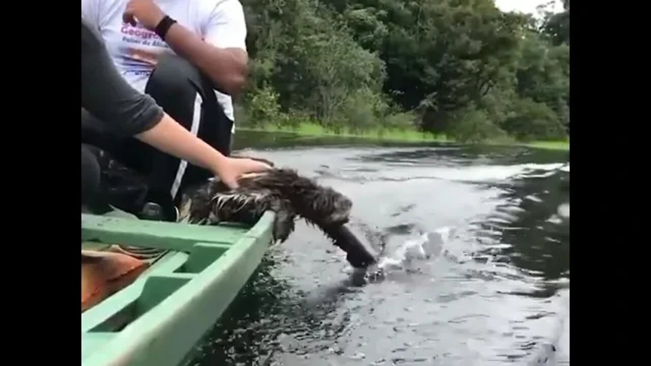 Sloth enjoying its boat ride