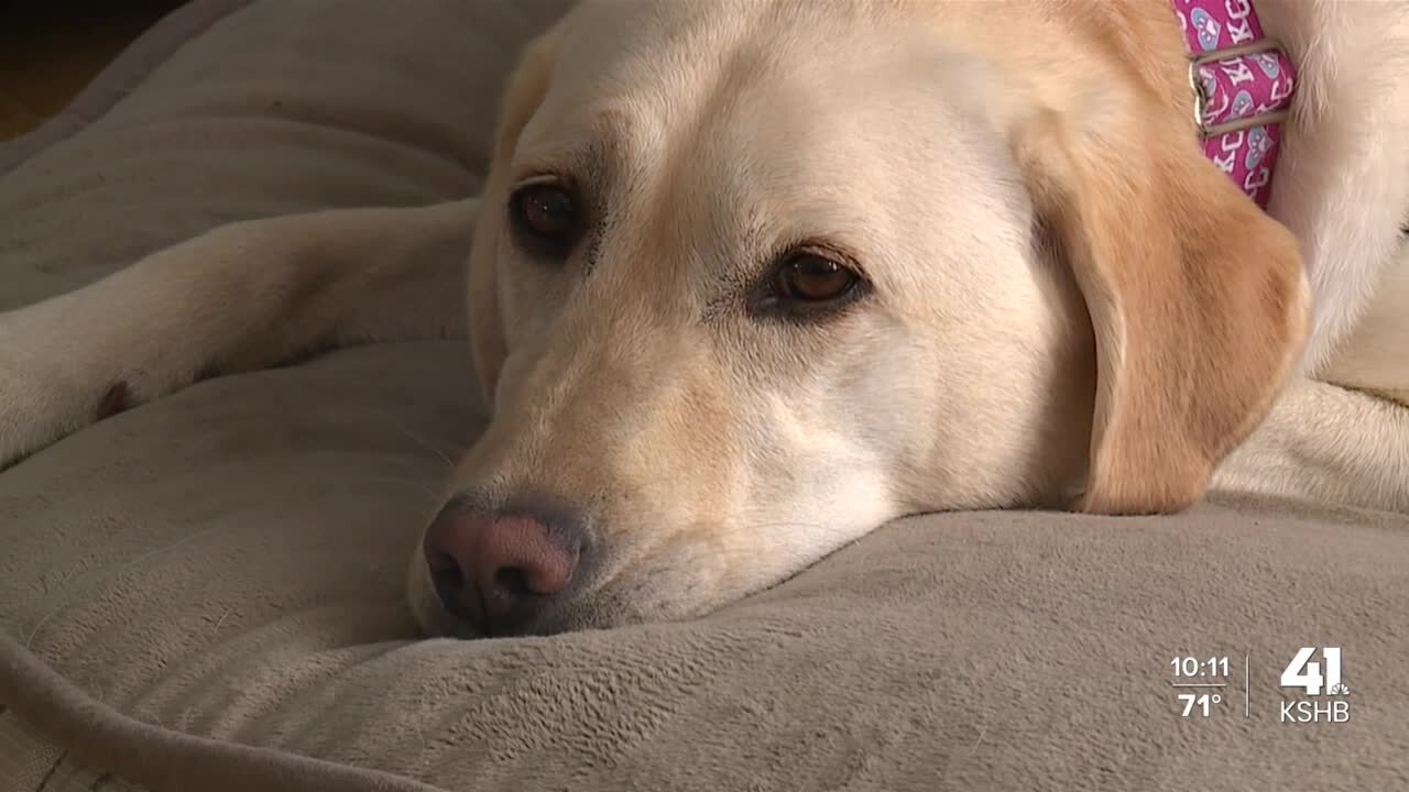 'She's my best friend': Grain Valley woman describes navigating the pandemic with her 'hearing dog'