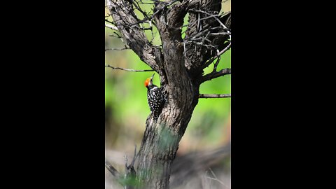 how the woodpecker makes a house