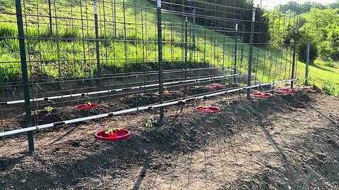 Tomato Crater spring 23 test Kansas