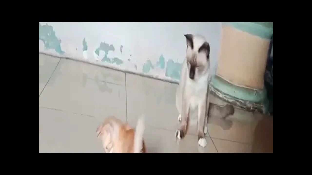 Anak kucing oyen bermain bola | video 360°