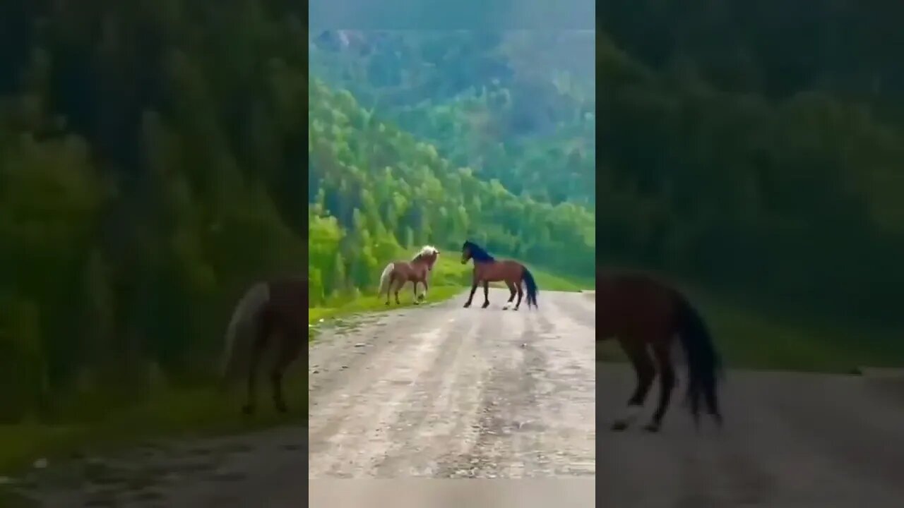 horses