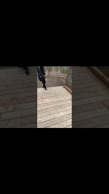 Wild squirrels attack us