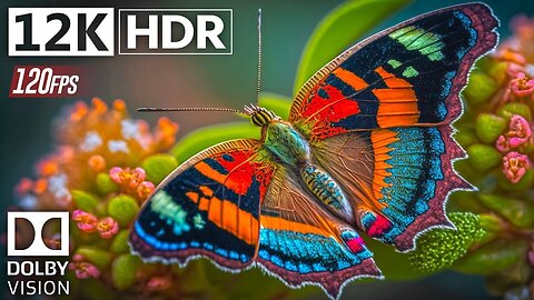 Animals video relaxing Ultra HD video 8K