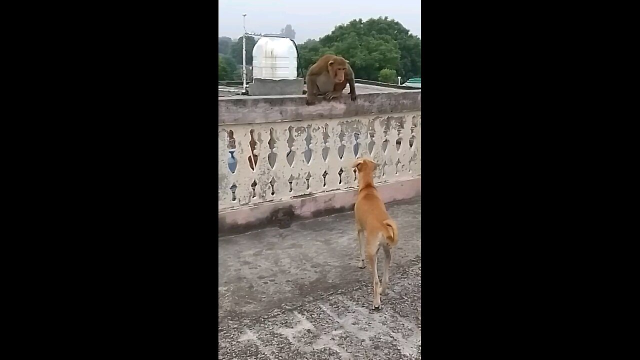 Monkey 🐒 Dog 🐕 Funny introduction 😅😅😅