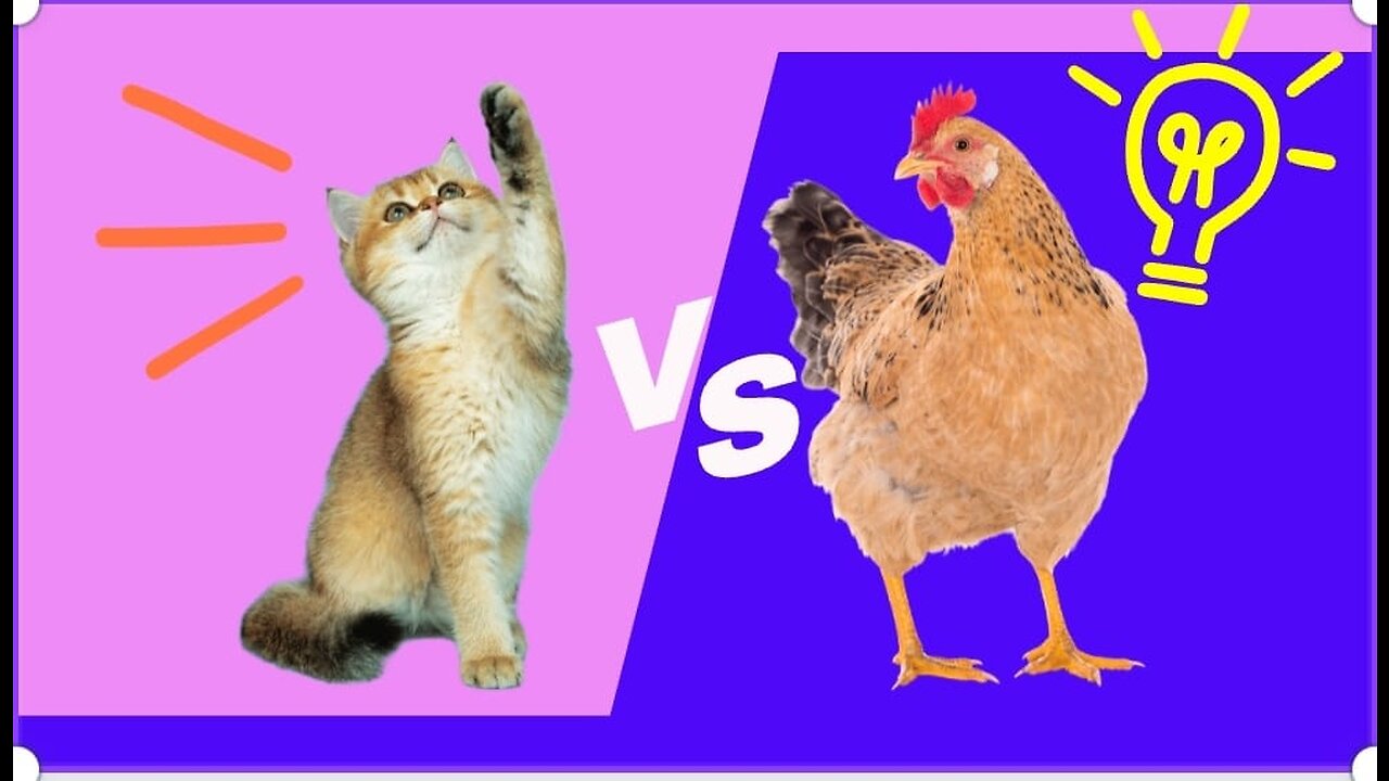 Cat vs Chicken: Watch What Happens Next and Get Ready to Laugh in 2023