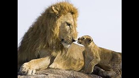 LION MEET FIRST TIME TO LIL CUTE CUB SEE REACTION 2022