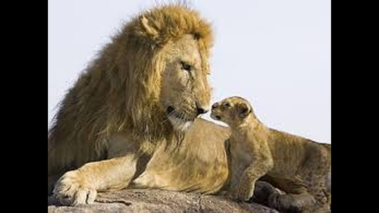 LION MEET FIRST TIME TO LIL CUTE CUB SEE REACTION 2022