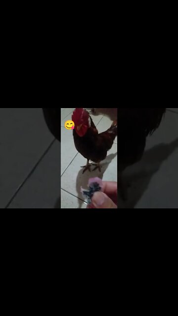Galo Come Pitaya Branca A Fruta do Dragão das minha plantação kkkk