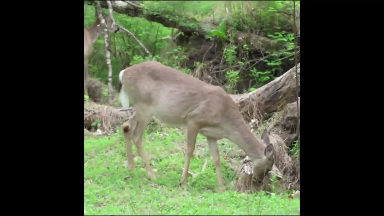 Deer in the Field