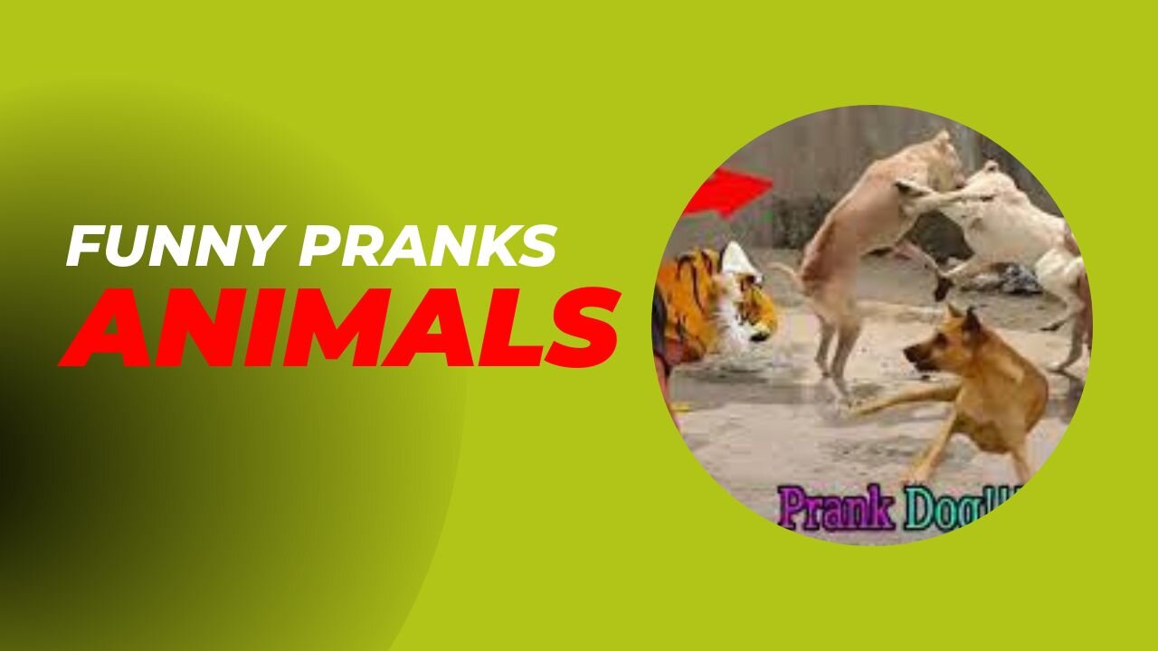 Animal Prank