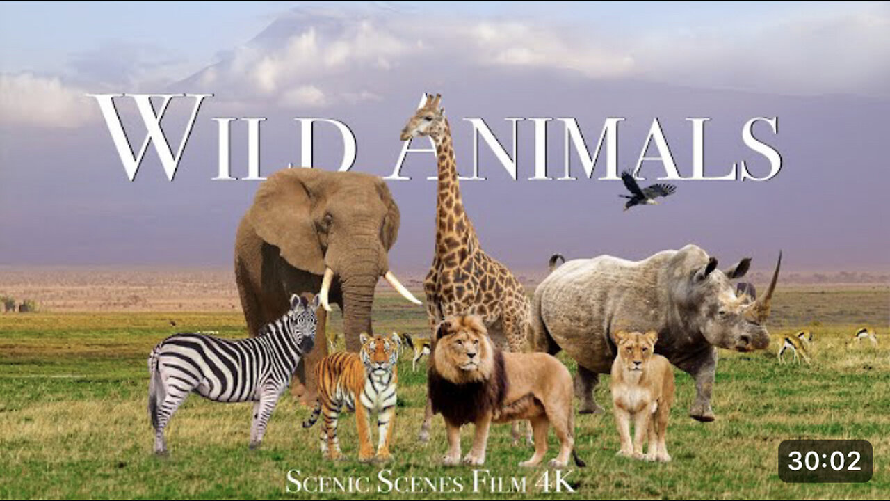 Amazing Scene of Wild Animals In 4K - Scenic Relaxation Film