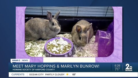 Mary Hoppins and Marilyn Bunrow the rabbits are up for adoption at the Humane Society of Harford County