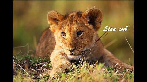 LION Cub