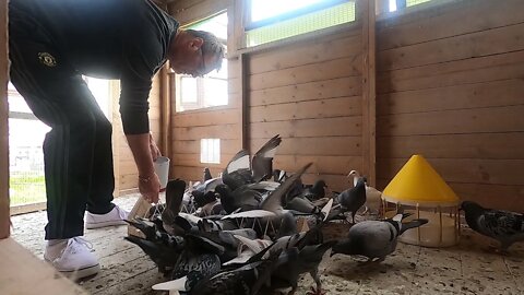 in the loft with my young birds .