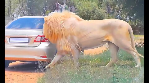 Unbelievable Encounters: 40 Biggest Animals Ever Captured! 😱 | Animal Vised 🦁📷