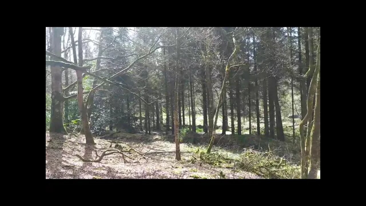 Parkanur forest park, Northern Ireland. Walk in the forest