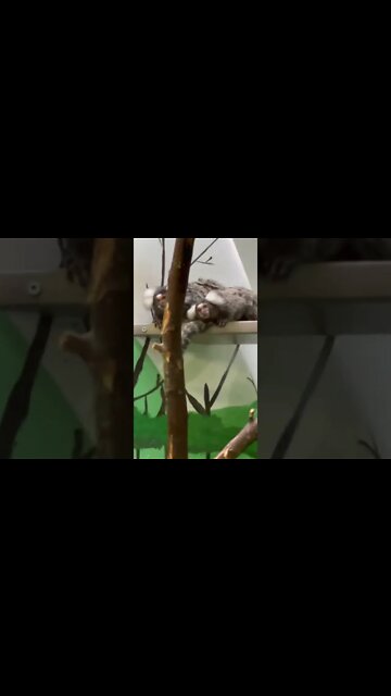 Cute Marmoset Monkeys