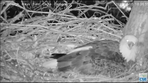 Hays Eagles Mom lays Egg#2 2020 02 16 652pm