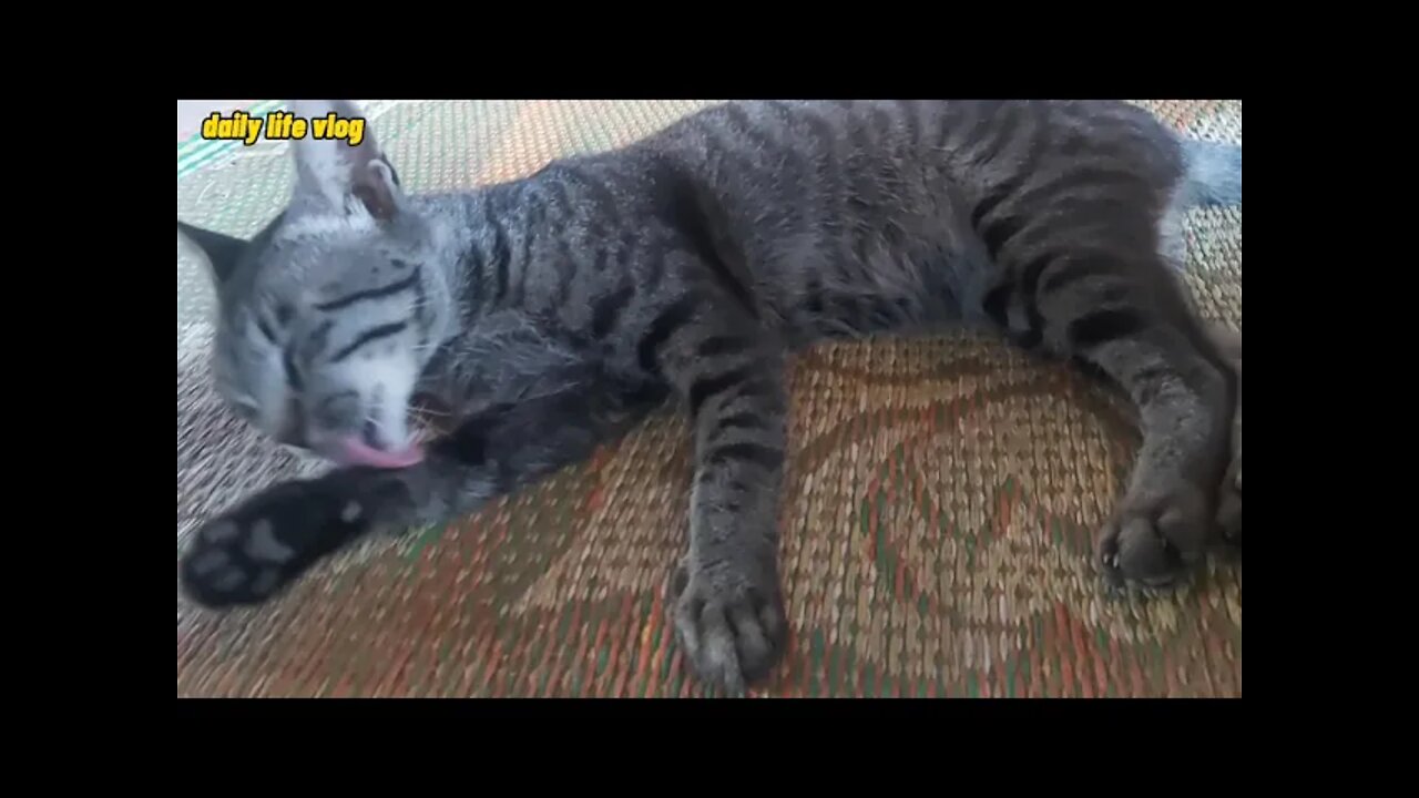 pet cat lying cuddly posing | daily life vlog